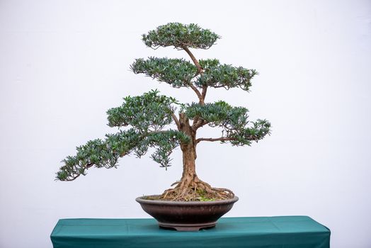 Bonsai pine tree against white wall in China
