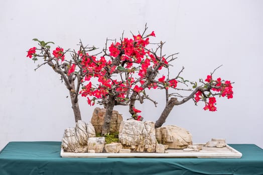 Bonsai tree on a rock with pink flowers against white wall in China