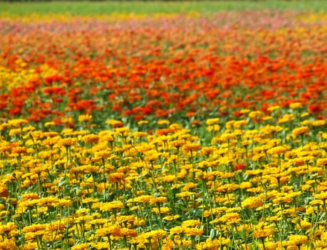 A field of Marigold flowers (Tagetes Patula) in various colors.