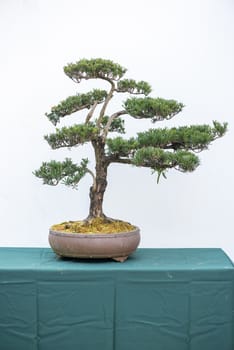 Bonsai pine tree against white wall in China