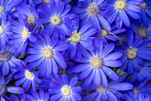 Common ragwort cineraria - Pericallis hybrida - blue flowerbed top view