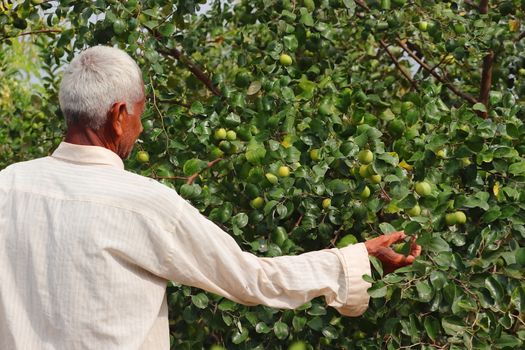 March 6, 2020. A male gardener breaking ripe jujube fruit from tree in India, Rajasthan