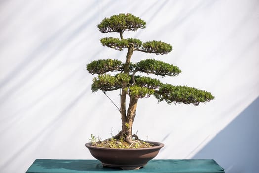 Curved bonsai pine tree against white wall in China