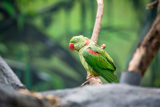 Rose-ringed parakeet bird - Psittacula krameri - perching on a branch, Chengdu, Sichuan province, China