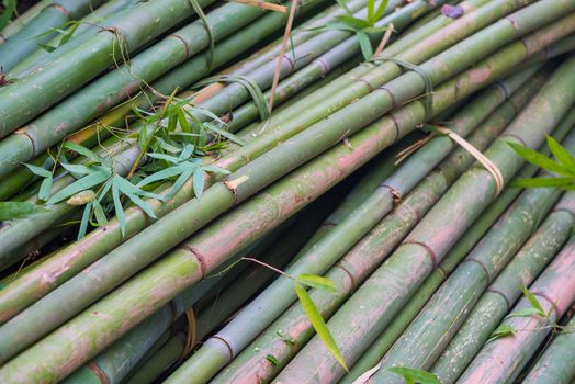 pile of bamboo trees close up in a chinese forest
