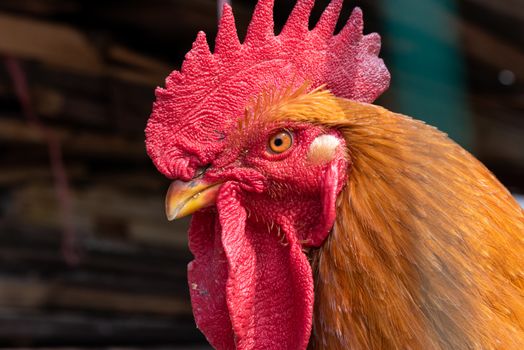 Cock looking at camera close-up portrait in China