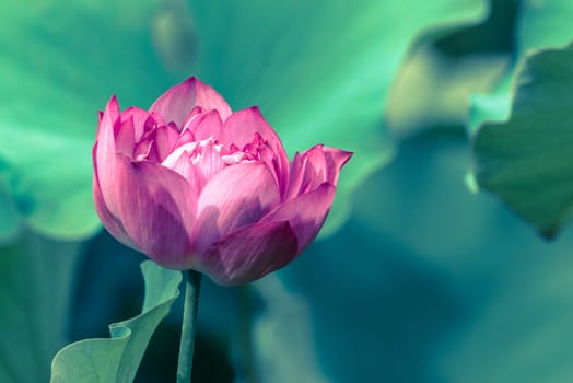 Lotus water lily surrounded by green leaves in Chengdu, Sichuan province, China