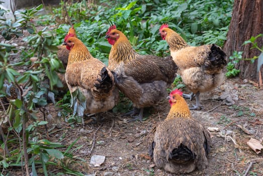 Four chickens by a tree in China
