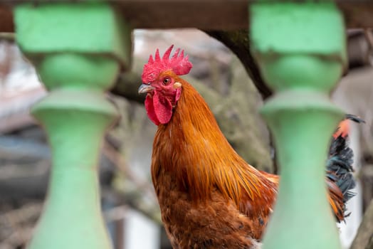 Cock looking at camera from behind a green fence in China