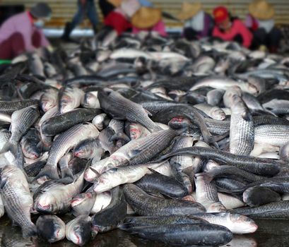 A huge pile of freshly caught gray mullets is sorted by workers at a fishmarket