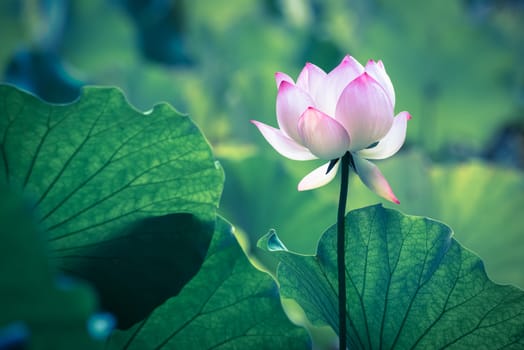 Lotus water lily surrounded by green leaves in Chengdu, Sichuan province, China