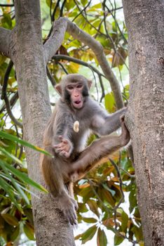 Portrait of a Rhesus macaque monkey in a tree catching a peanut in Guilin, Guangxi province, China