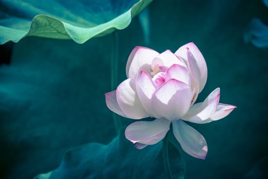 Lotus water lily surrounded by green leaves in Chengdu, Sichuan province, China