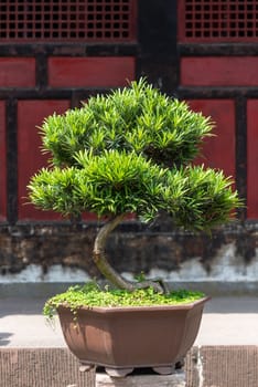 Bonsai tree against red wall in a park in China