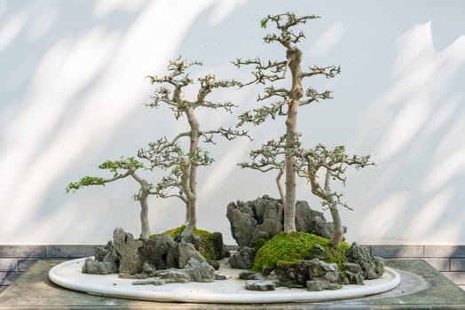Bonsai trees against white wall in a park