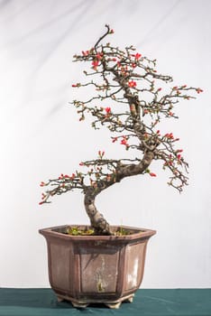 Twisted bonsai tree with red flower against white wall in China