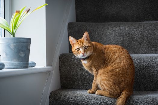A portrait of an adorable young domestic ginger tabby cat sat at home sat on the staircase