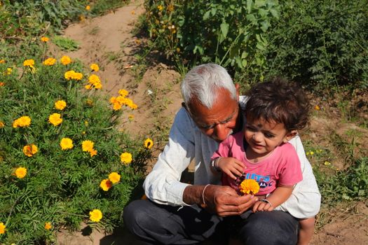 March 6, 2020. a grandfather giving yellow marigold flowers to his grand son in rajasthan, India