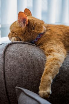 A portrait of an adorable young domestic ginger tabby cat sat at home on the back of a sofa against a window