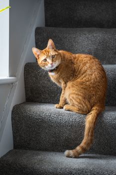 A portrait of an adorable young domestic ginger tabby cat sat at home sat on the staircase