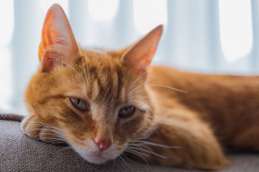 A portrait of an adorable young domestic ginger tabby cat sat at home on the back of a sofa against a window