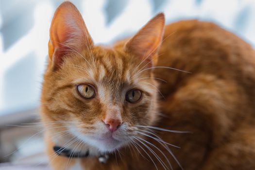 A portrait of an adorable young domestic ginger tabby cat sat at home on the back of a sofa against a window