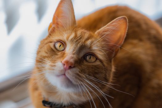 A portrait of an adorable young domestic ginger tabby cat sat at home on the back of a sofa against a window