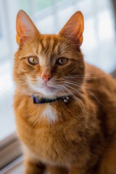 A portrait of an adorable young domestic ginger tabby cat sat at home on the back of a sofa against a window