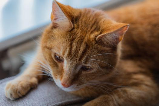 A portrait of an adorable young domestic ginger tabby cat sat at home on the back of a sofa against a window