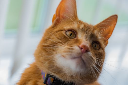 A portrait of an adorable young domestic ginger tabby cat sat at home on the back of a sofa against a window