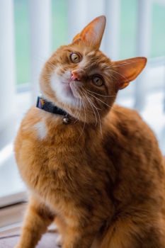 A portrait of an adorable young domestic ginger tabby cat sat at home on the back of a sofa against a window