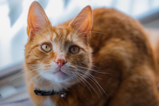 A portrait of an adorable young domestic ginger tabby cat sat at home on the back of a sofa against a window