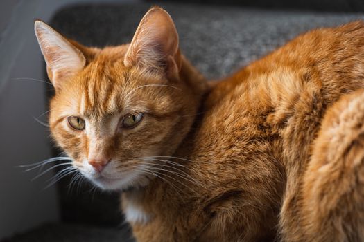 A portrait of an adorable young domestic ginger tabby cat sat at home sat on the staircase