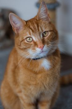 A portrait of an adorable young domestic ginger tabby cat sat at home next to his scratching post