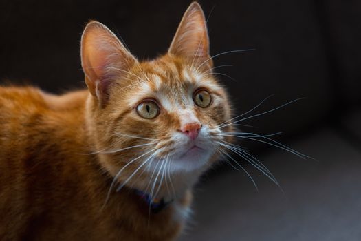 A portrait of an adorable young domestic ginger tabby cat sat at home on the sofa looking excitable