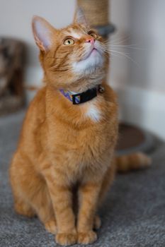 A portrait of an adorable young domestic ginger tabby cat sat at home next to his scratching post looking excitable