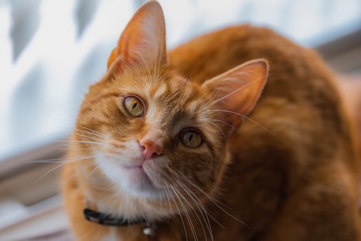 A portrait of an adorable young domestic ginger tabby cat sat at home on the back of a sofa against a window