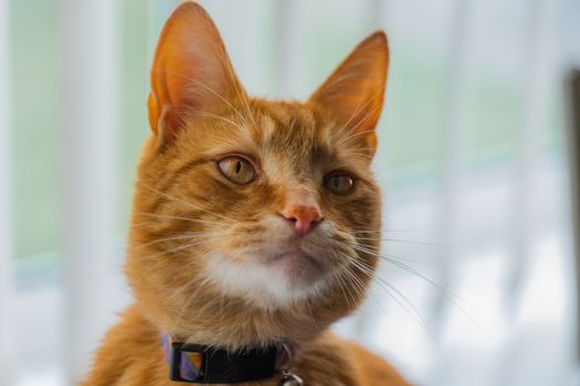 A portrait of an adorable young domestic ginger tabby cat sat at home on the back of a sofa against a window