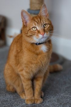 A portrait of an adorable young domestic ginger tabby cat sat at home next to his scratching post