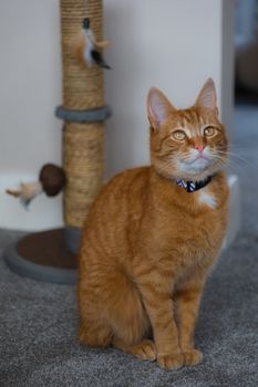 A portrait of an adorable young domestic ginger tabby cat sat at home next to his scratching post