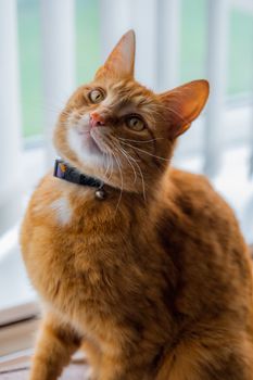 A portrait of an adorable young domestic ginger tabby cat sat at home on the back of a sofa against a window