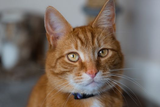 A portrait of an adorable young domestic ginger tabby cat sat at home next to his scratching post