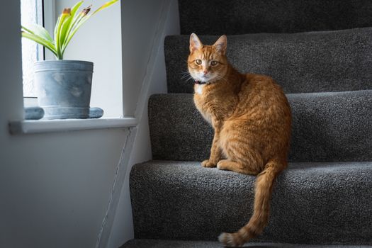 A portrait of an adorable young domestic ginger tabby cat sat at home sat on the staircase