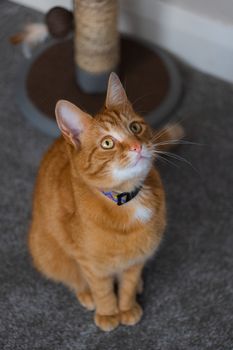 A portrait of an adorable young domestic ginger tabby cat sat at home next to his scratching post looking excitable