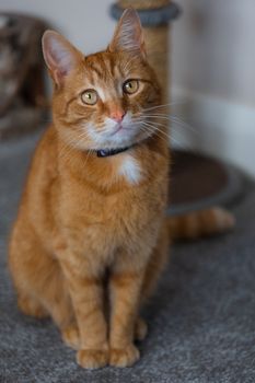 A portrait of an adorable young domestic ginger tabby cat sat at home next to his scratching post