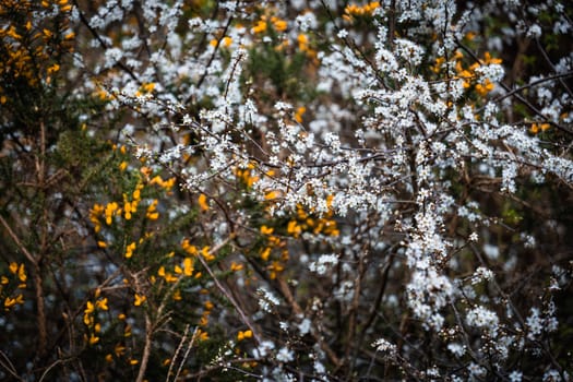 A cluster of white and yellow small flowers in a bush