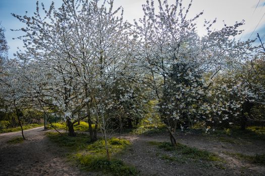 A beautiful cherry blossom tree in a local park on a sunny day