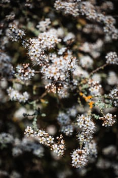 A cluster of white and yellow small flowers in a bush