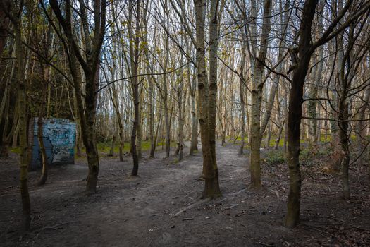 A dense woodland area with tall thin narrow trees and the sunlight shining between