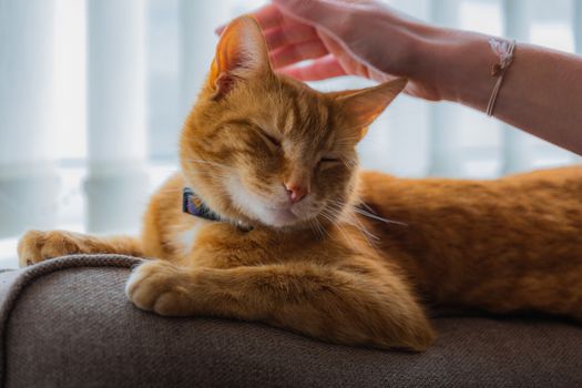 A portrait of an adorable young domestic ginger tabby cat sat at home on the back of a sofa against a window